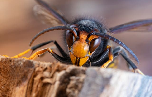 <p>Experts raised the alert after an 'unprecedented' number of Asian hornet sightings</p>