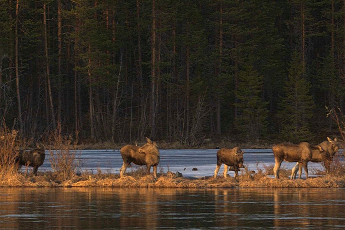 'The Great Moose Migration' inspires mega-fans to follow the Swedish slow TV hit