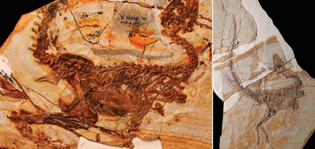 <p>Fósiles de dos nuevas especies de dinosaurios, Huadanosaurus sinensis y Sinosauropteryx lingyuanensis, fueron descubiertos recientemente en China</p>
