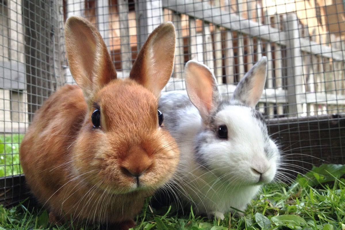 Pets at Home to stop rabbit sales over Easter weekend due to animal welfare concerns