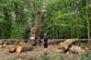 ‘Loss for the nation’: Is this ancient, felled oak tree London’s Sycamore Gap?