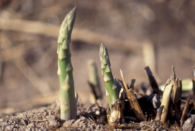 Gardening - Asparagus