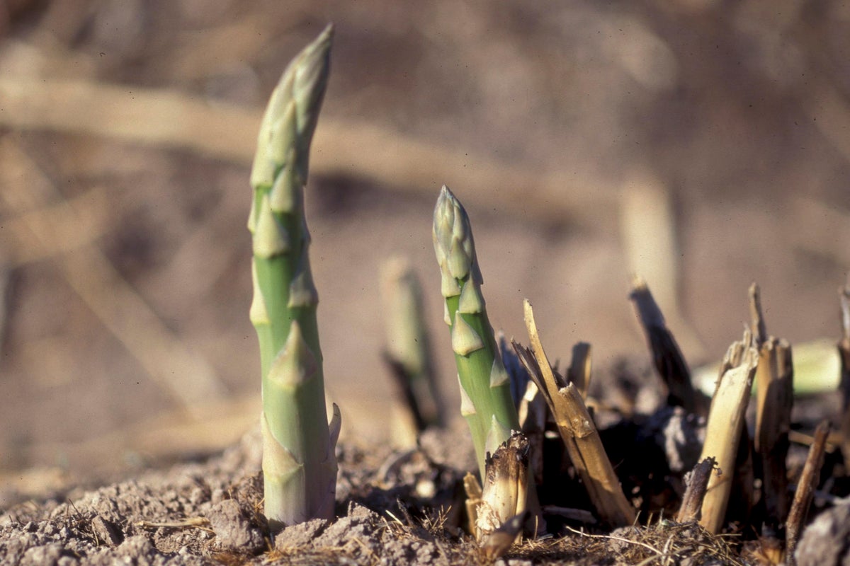 Asparagus in the garden takes its time but is worth the wait