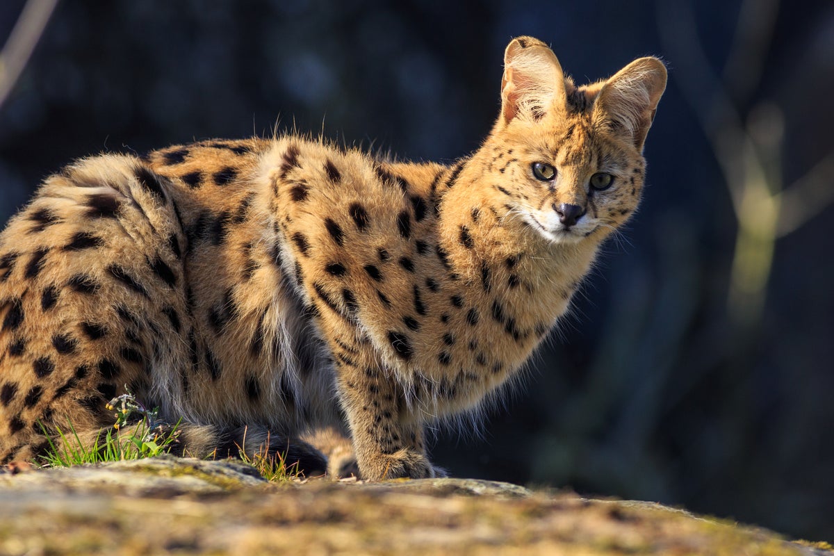 Two arrested for smuggling leopards, tigers and pumas on Spanish tourist hotspot Two arrested for smuggling leopards, tigers and pumas on Spanish tourist hotspot