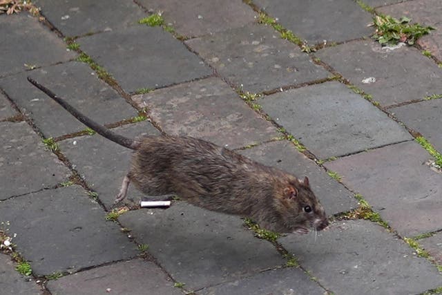 ‘Cat-sized’ rats have been spotted in Birmingham’s streets (Jacob King/PA)