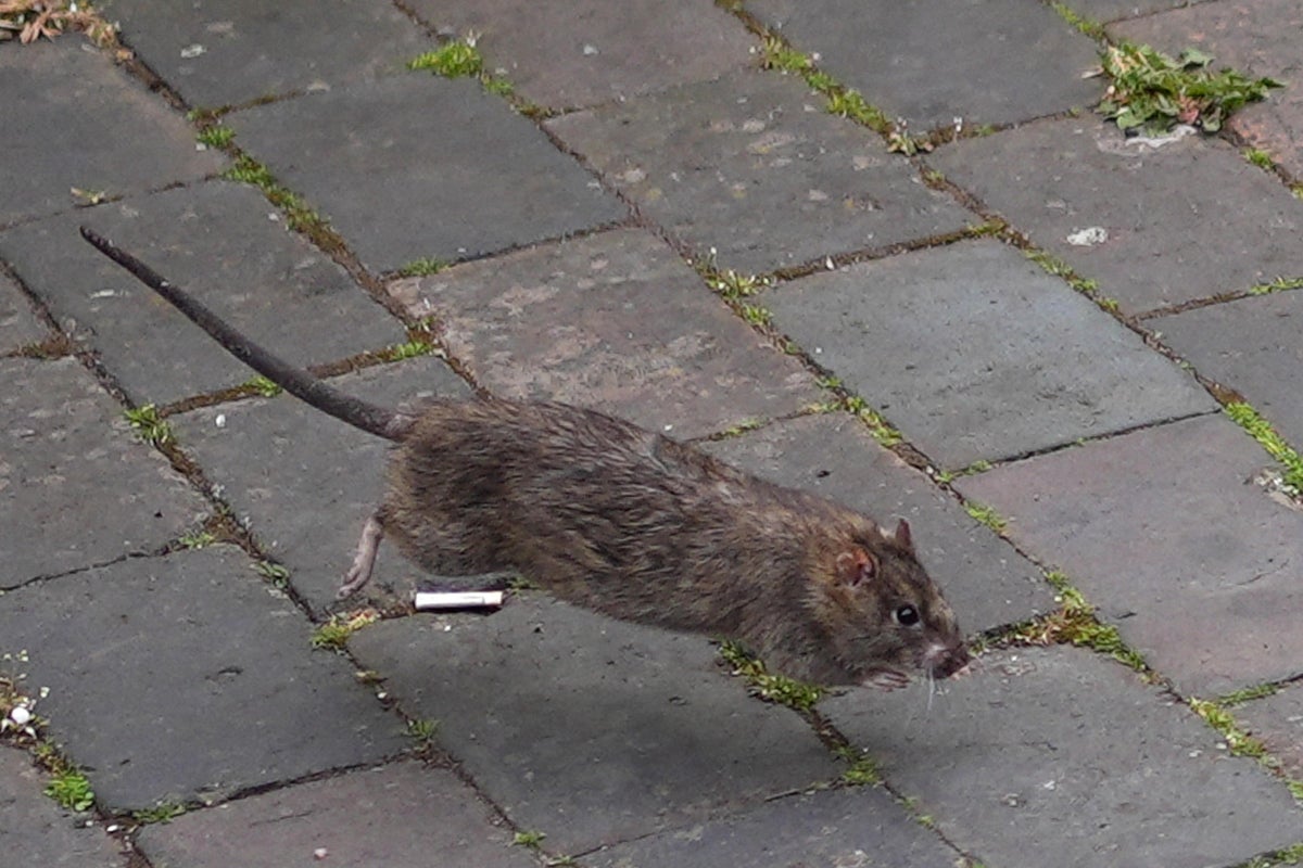 Birmingham Declares Public Health Emergency Amid Rat Infestation