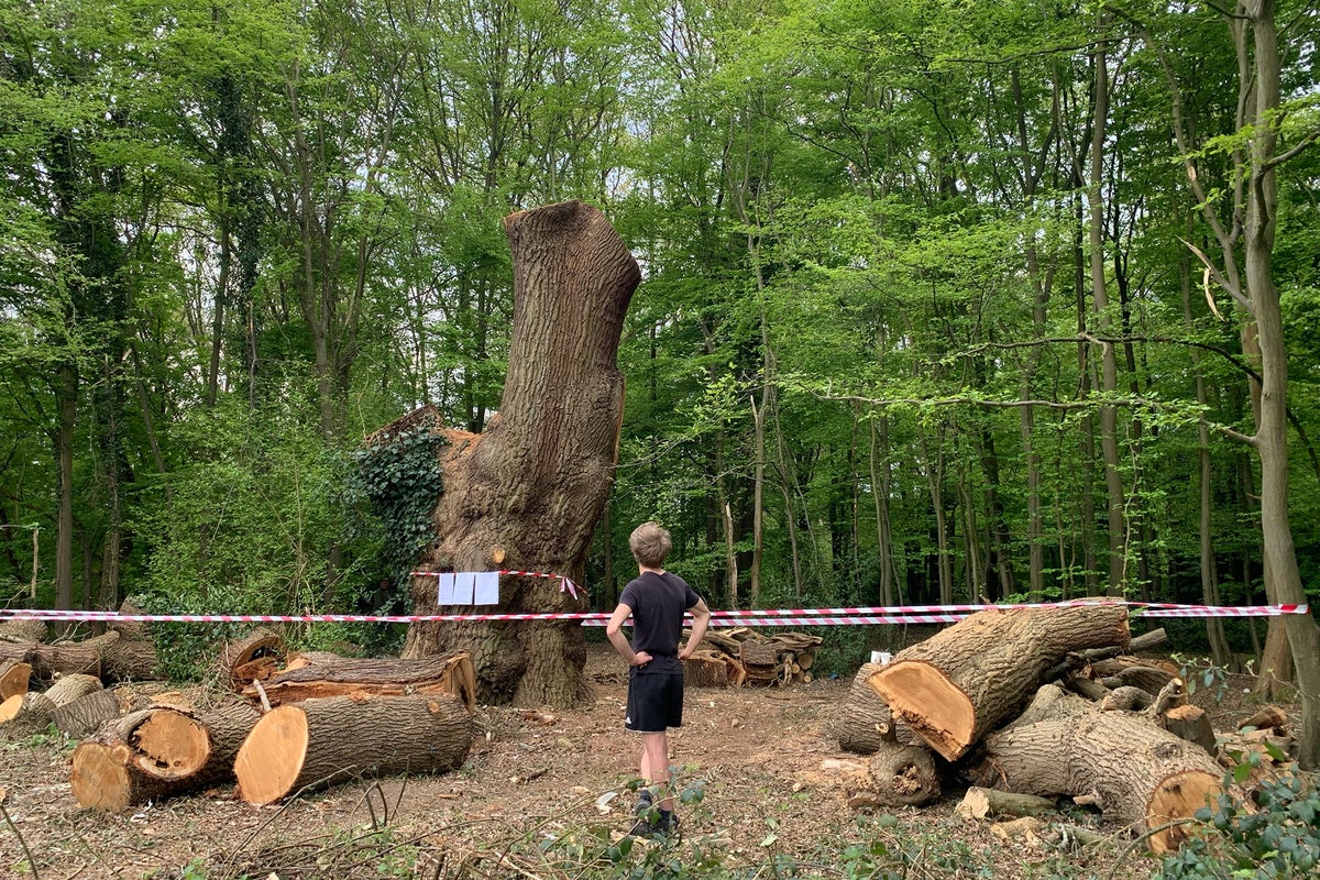 Toby Carvery owners admit felling beloved 500-year-old oak tree in London after local outrage