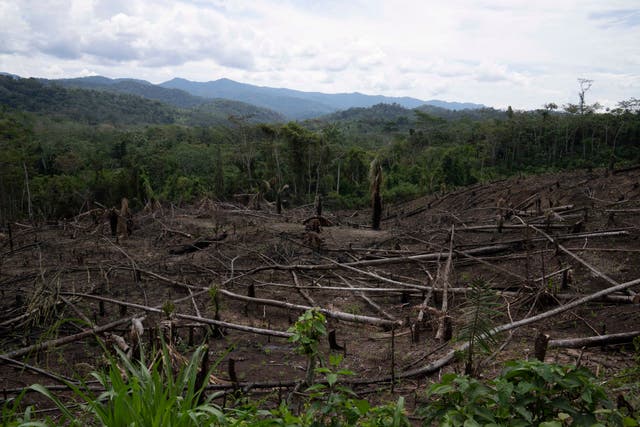 PERÚ-ENMIENDA-DEFORESTACIÓN