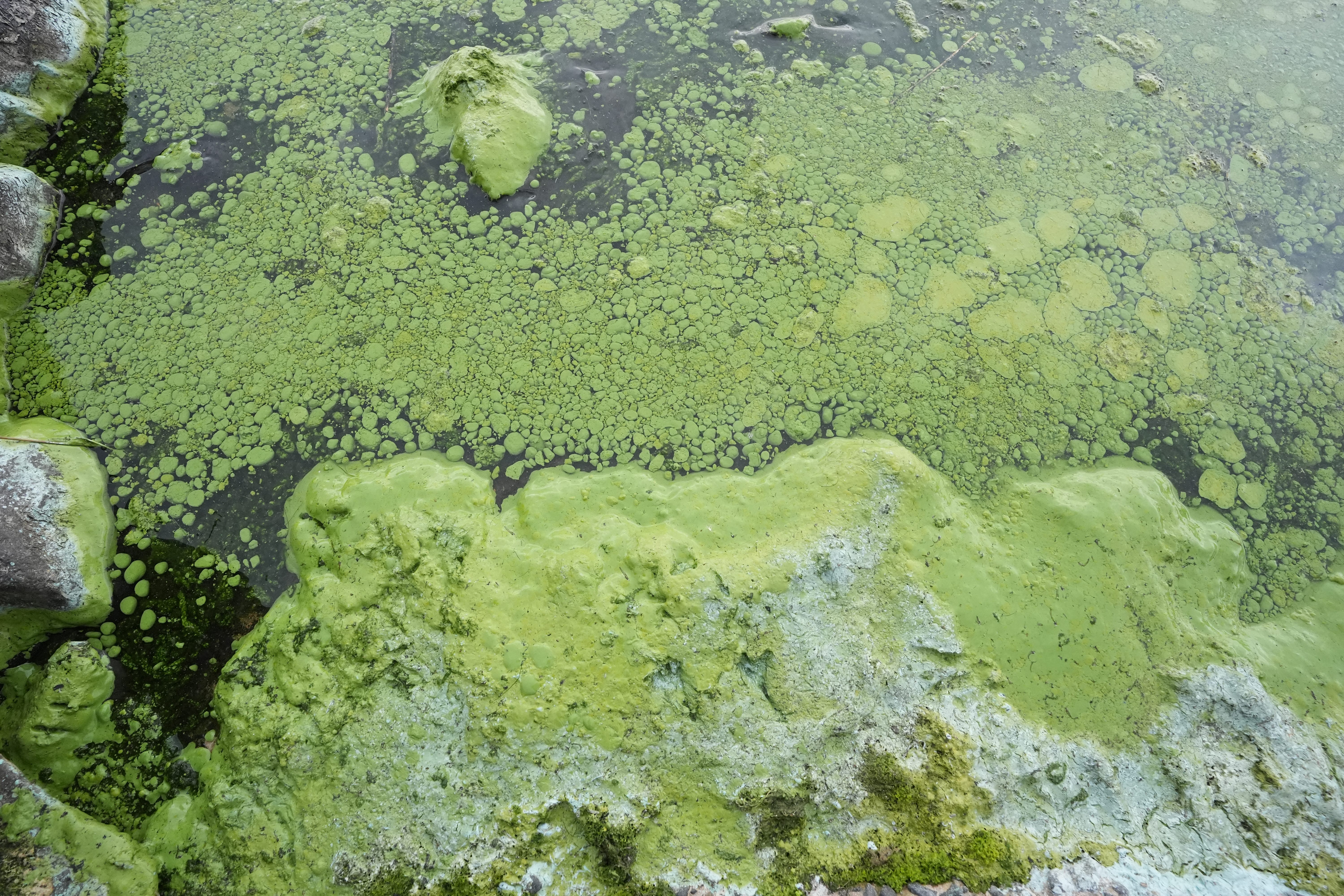 Blue-green algae has impacted Lough Neagh in the previous two summers (Niall Carson/PA)