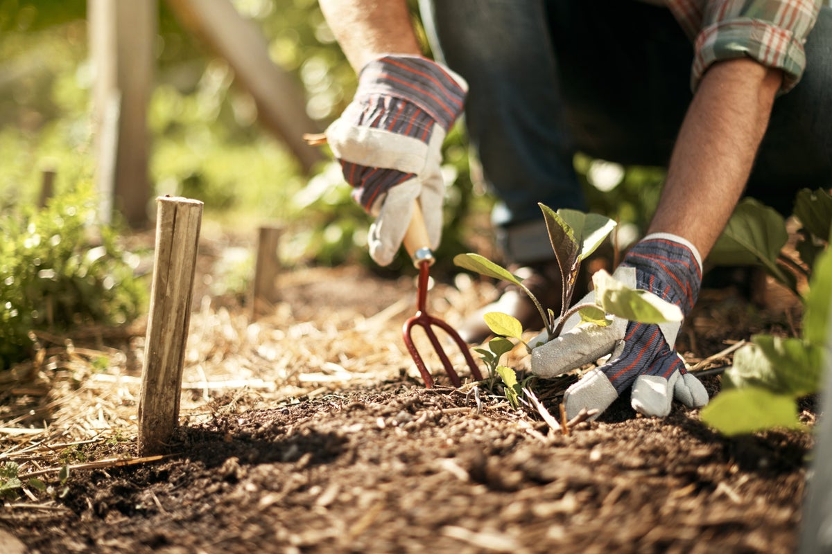 The surprising link between gardening and financial fraud