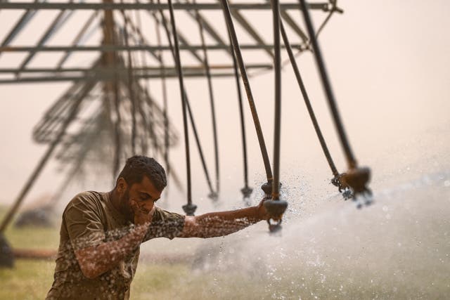<p>An Iraqi worker wipes his face with water from a modern irrigation sprinkler system in a wheat field in the desert of Najaf as a heavy sandstorm hit the area in central Iraq on 10 April 2025</p>