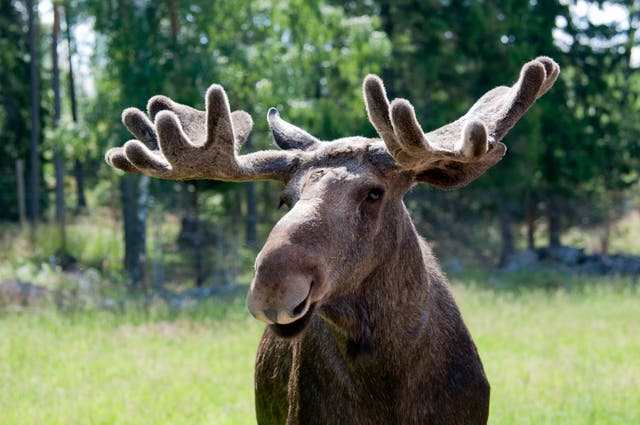 <p>Sweden is home to around 300,000 moose</p>