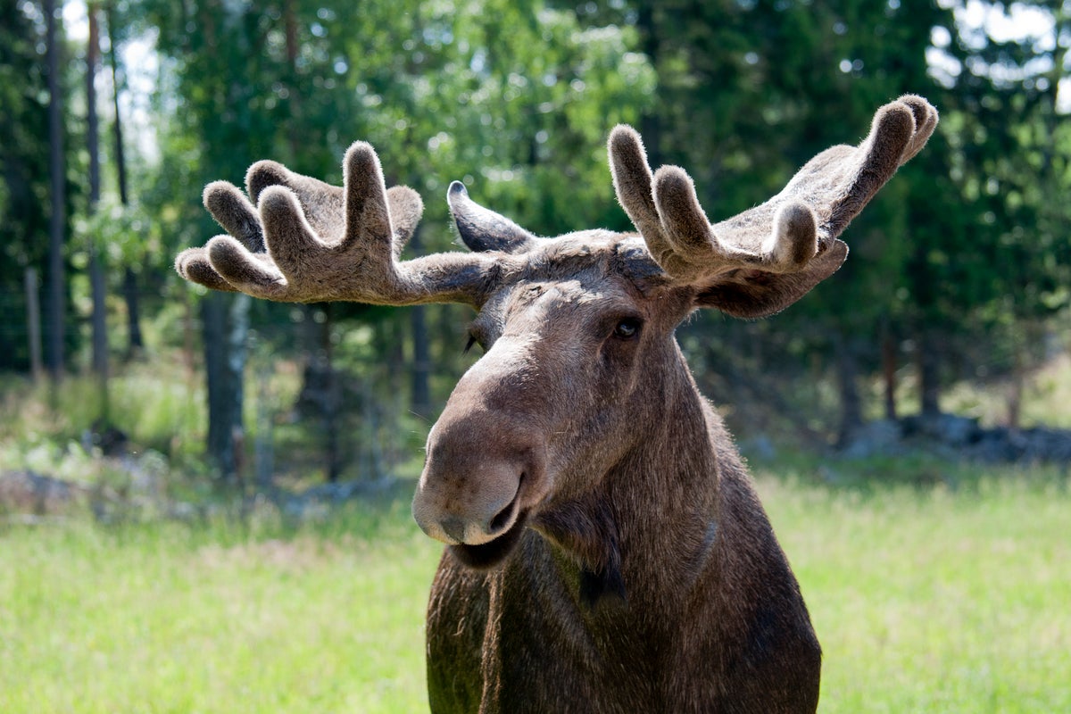 Why millions are tuning in for daily 24-hour ‘Great Moose Migration’ – Sweden’s slow TV hit Why millions are tuning in for daily 24-hour ‘Great Moose Migration’ – Sweden’s slow TV hit
