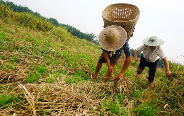<p>File. Chinese villagers try to save their rice crop after floods in Chongqing</p>