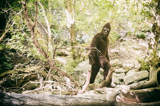 <p>A proposal in California would name Bigfoot the state’s official cryptid — a creature that has never been proven to exist</p>