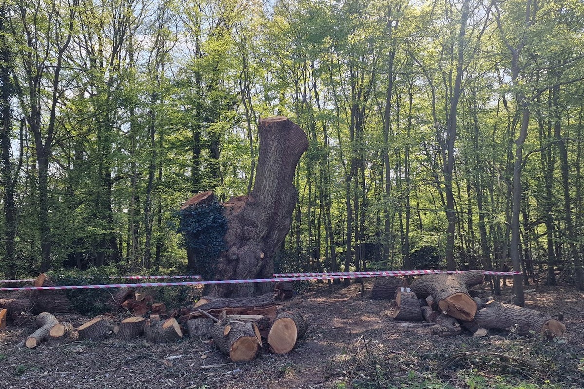 Mystery of ancient oak tree felling solved