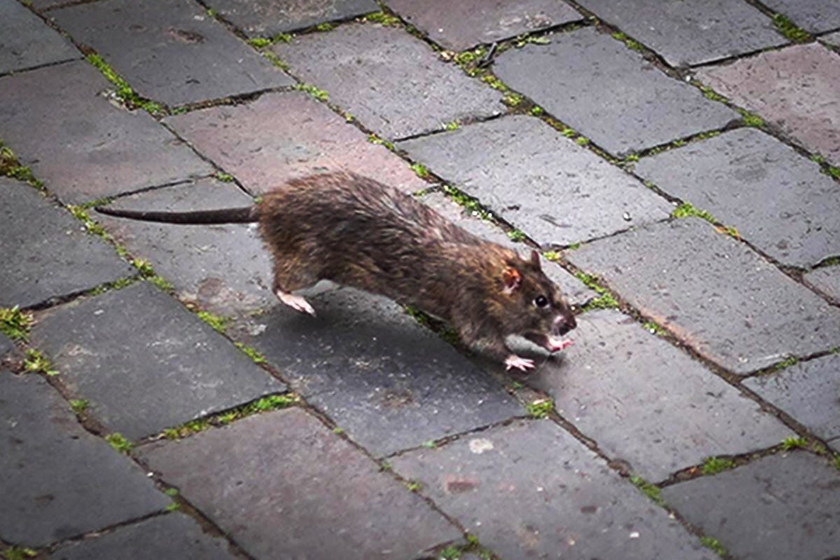 Mapped: Worst areas for rat infestations in the UK as over half a million reported