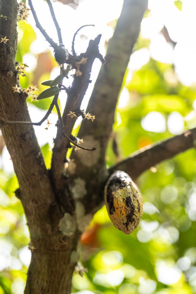 <p>Farmers living in poverty are calling for help</p>