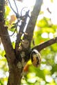 Farmers warn all cocoa trees could be ‘destroyed’ by 2030. Here’s why