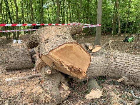 <p>The remains of the oak tree which was chopped down by Toby Carvery bosses </p>
