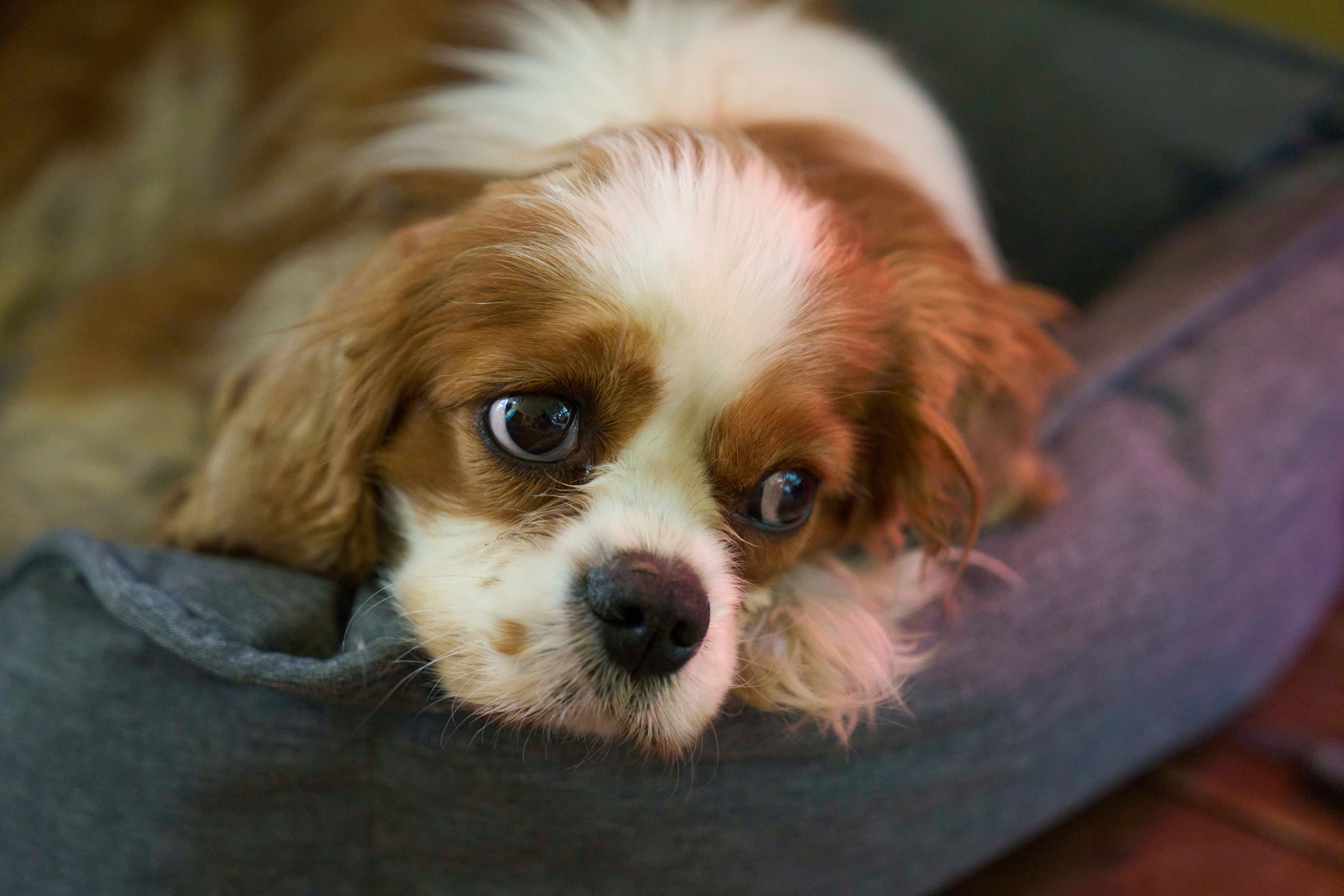 Israel Gaza Dog Rescue