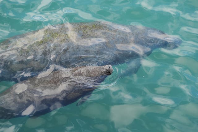 <p>A baby manatee swimming beside its mother comes to the surface to breathe, at Manatee Lagoon, in Riviera Beach</p>