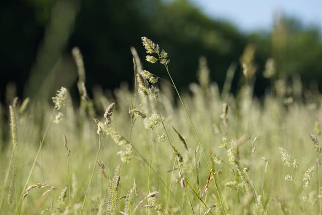 Grasslands that have been cultivated using nitrogen fertilisers may be more likely to trigger hay fever, a study suggests (Andrew Matthews/PA)