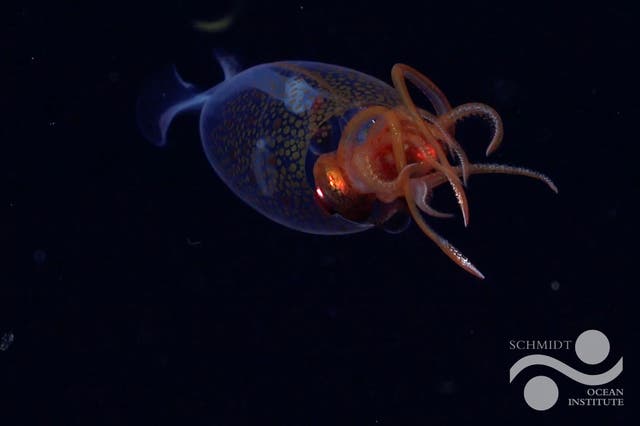 <p>Primer avistamiento en vivo del calamar colosal Mesonychoteuthis hamiltoni en su hábitat natural</p>