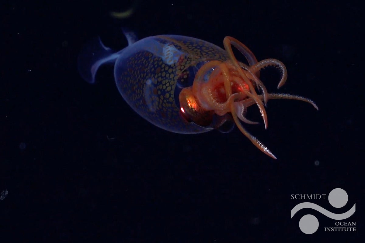 Scientists stunned to capture first video of colossal squid in the deep