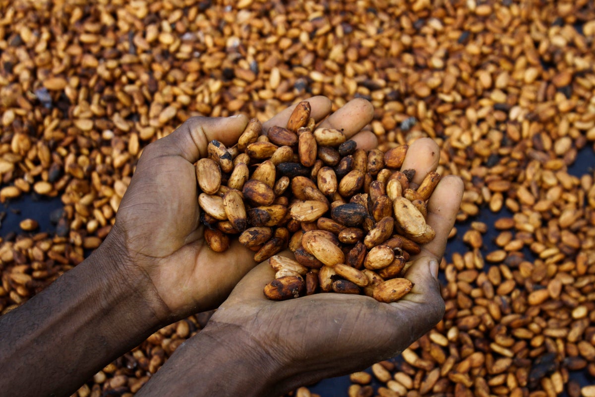 Struggling Ivory Coast cocoa farmers are worried about US tariff plans