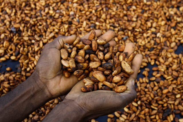 Ivory Coast Cocoa