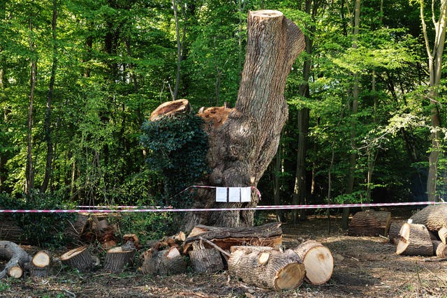 <p>The council will take action against the Toby Carvery owners for felling the centuries old tree</p>