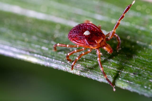 <p>When ticks bite us, scientists believe they can spread the sugar molecule alpha-gal into peoples’ bodies, disrupting their immune systems. </p>