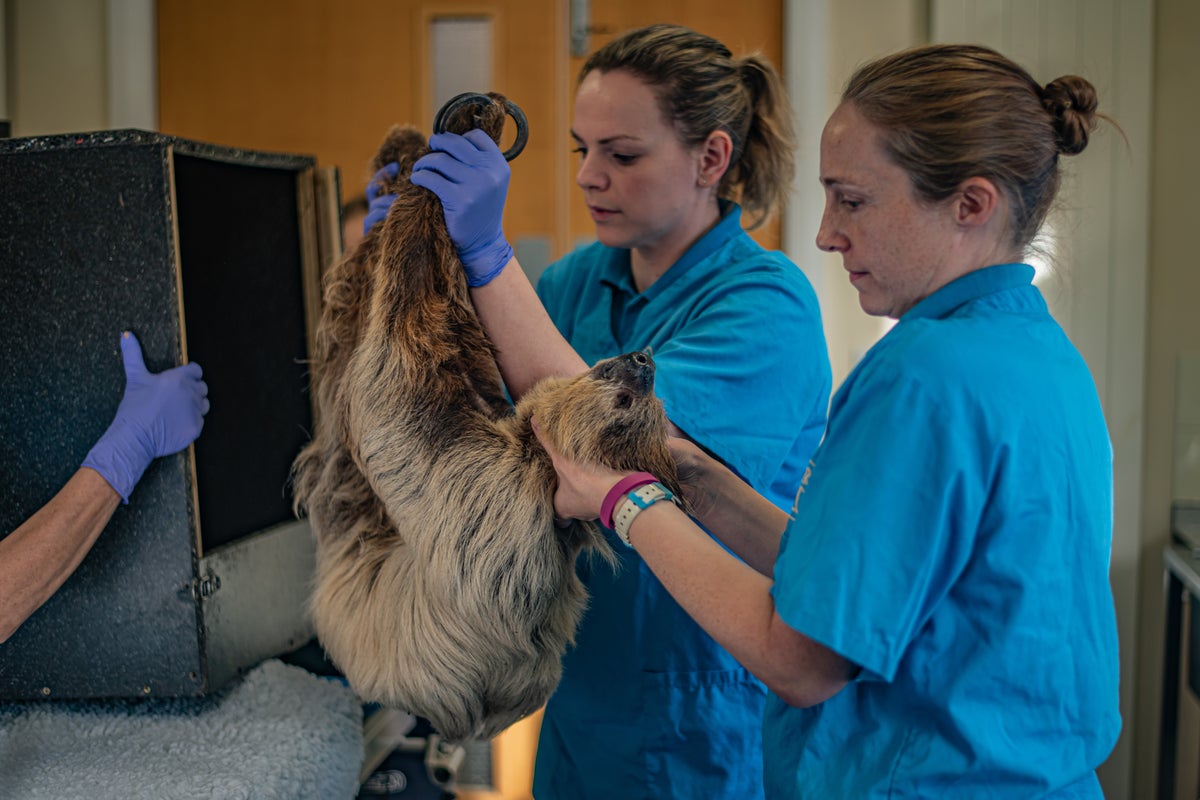 Rico the sloth receives pioneering surgery to cure his toothache
