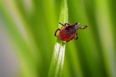 Experts say a certain tick bite might make you allergic to red meat
