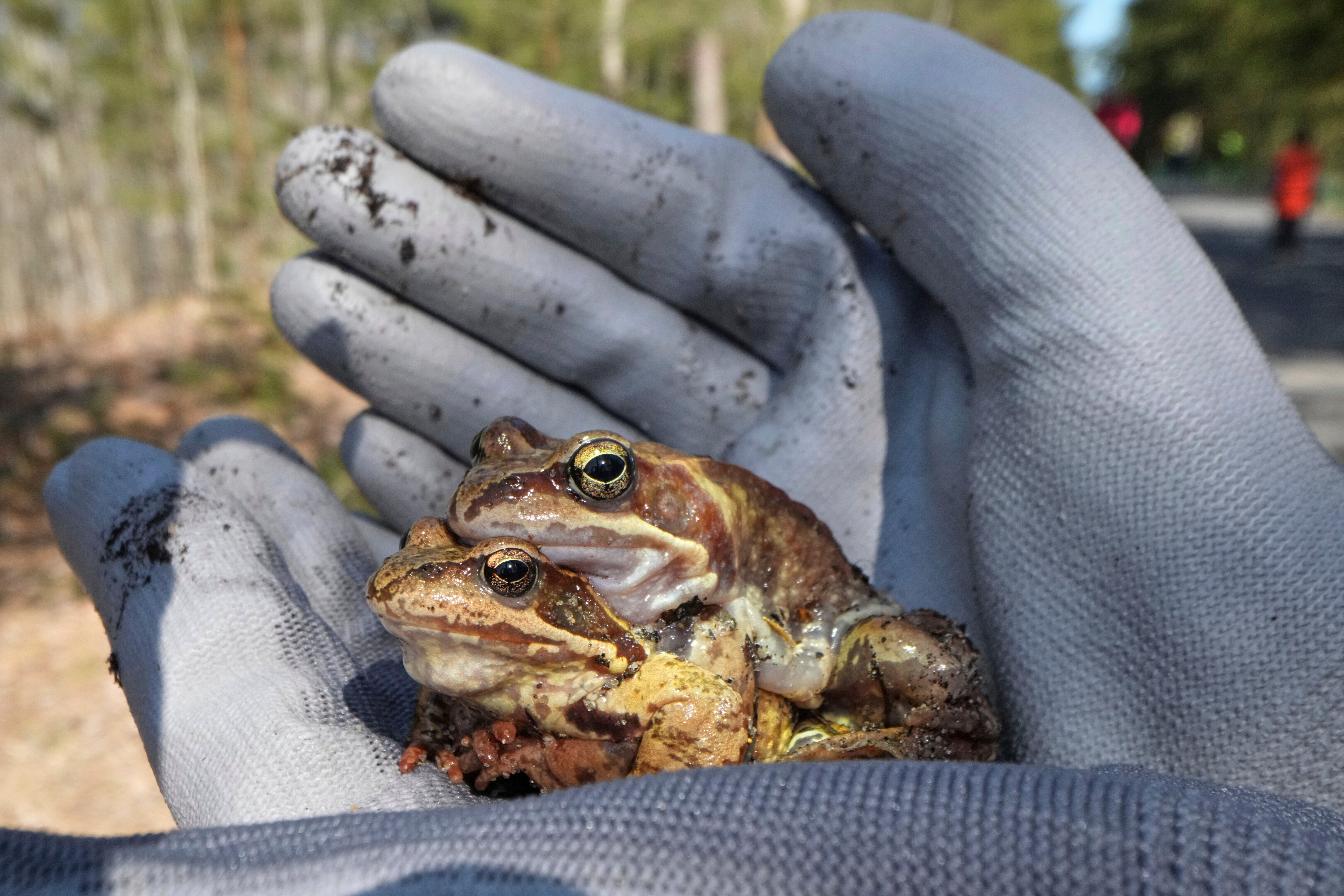 Russia Toad Rescue
