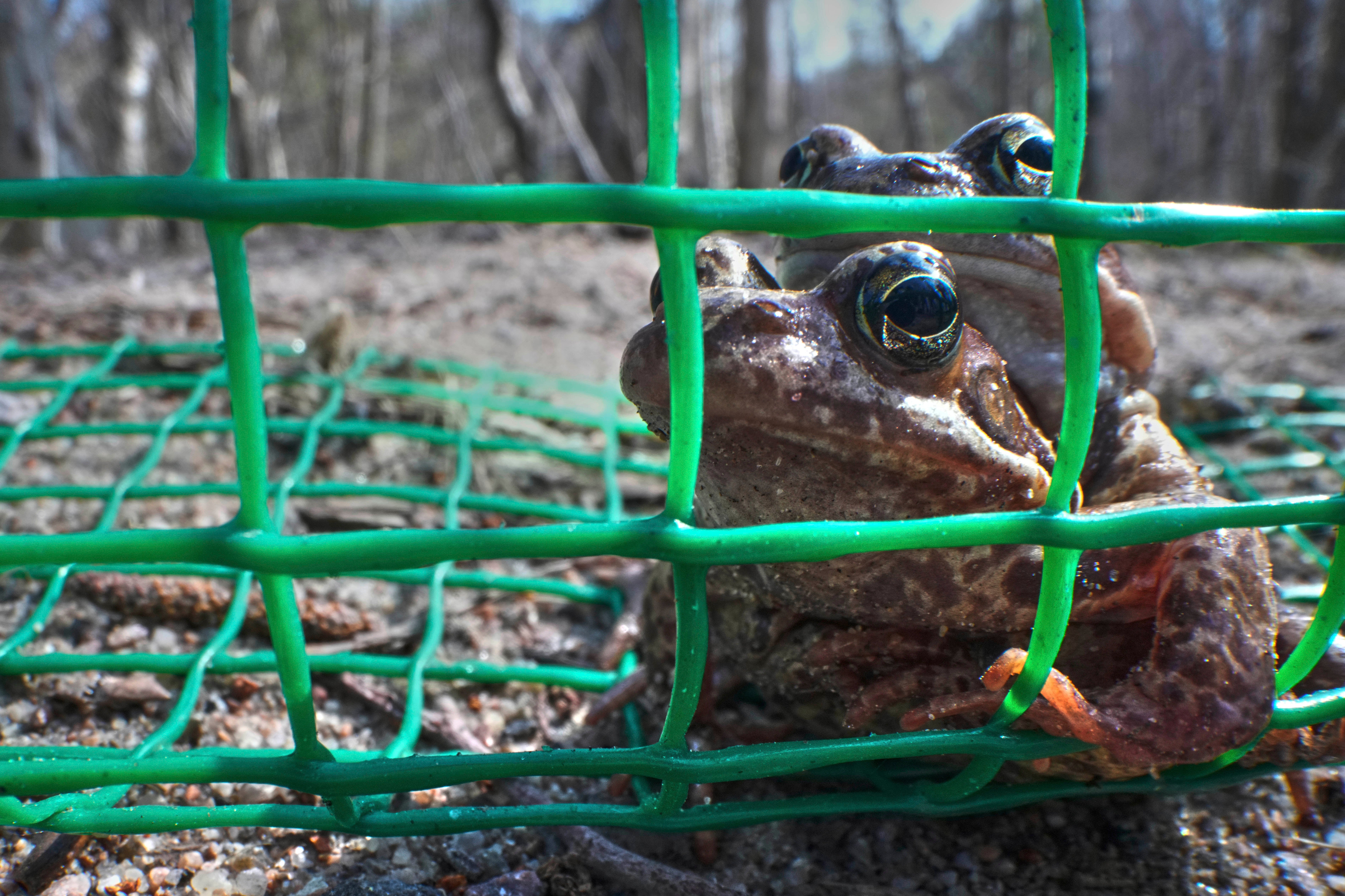 Russia Toad Rescue