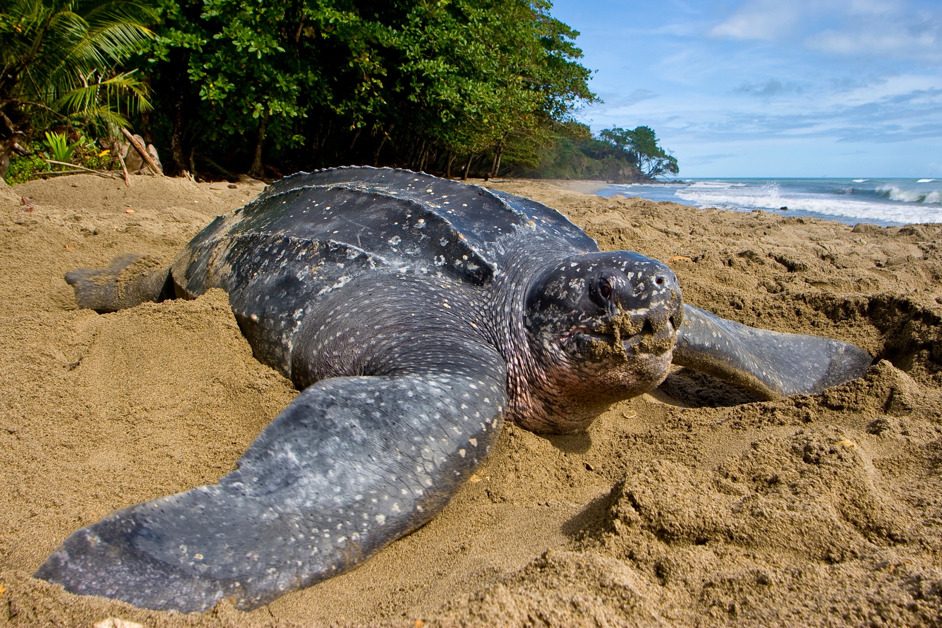 Sea Turtle Survey