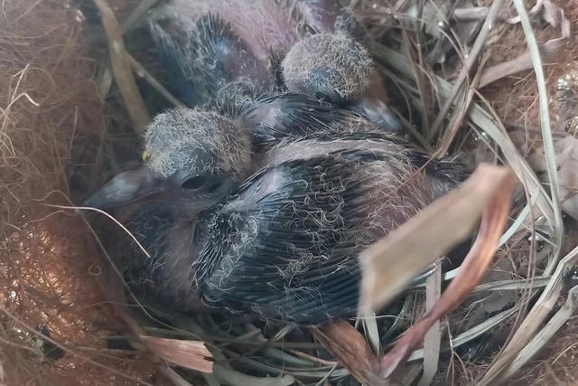 Socorro dove chicks in a nest at London Zoo (ZSL London Zoo/ PA)