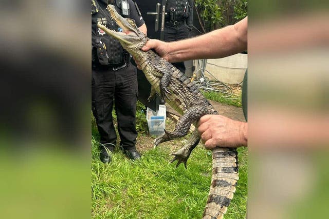 <p>A four-foot-long caiman has been seized by police in a search of a home in Essex</p>