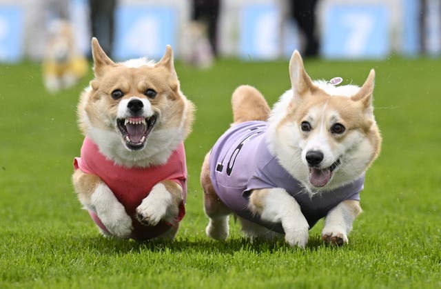 <p>Participants take part in the Corgi Derby (Lesley Martin/PA)</p>