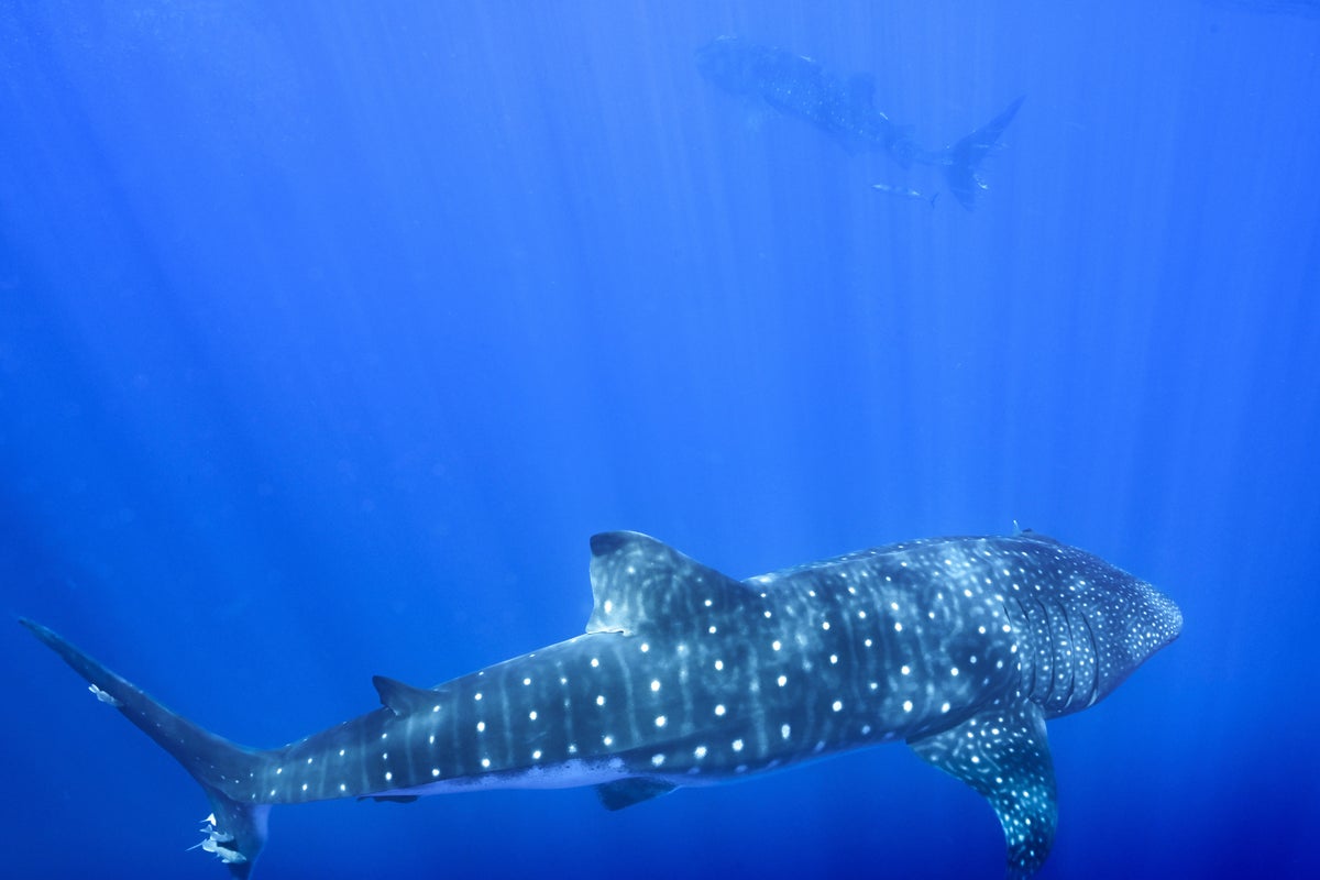 Where do whale sharks mate? The search to learn where the magic happens for the world's biggest fish