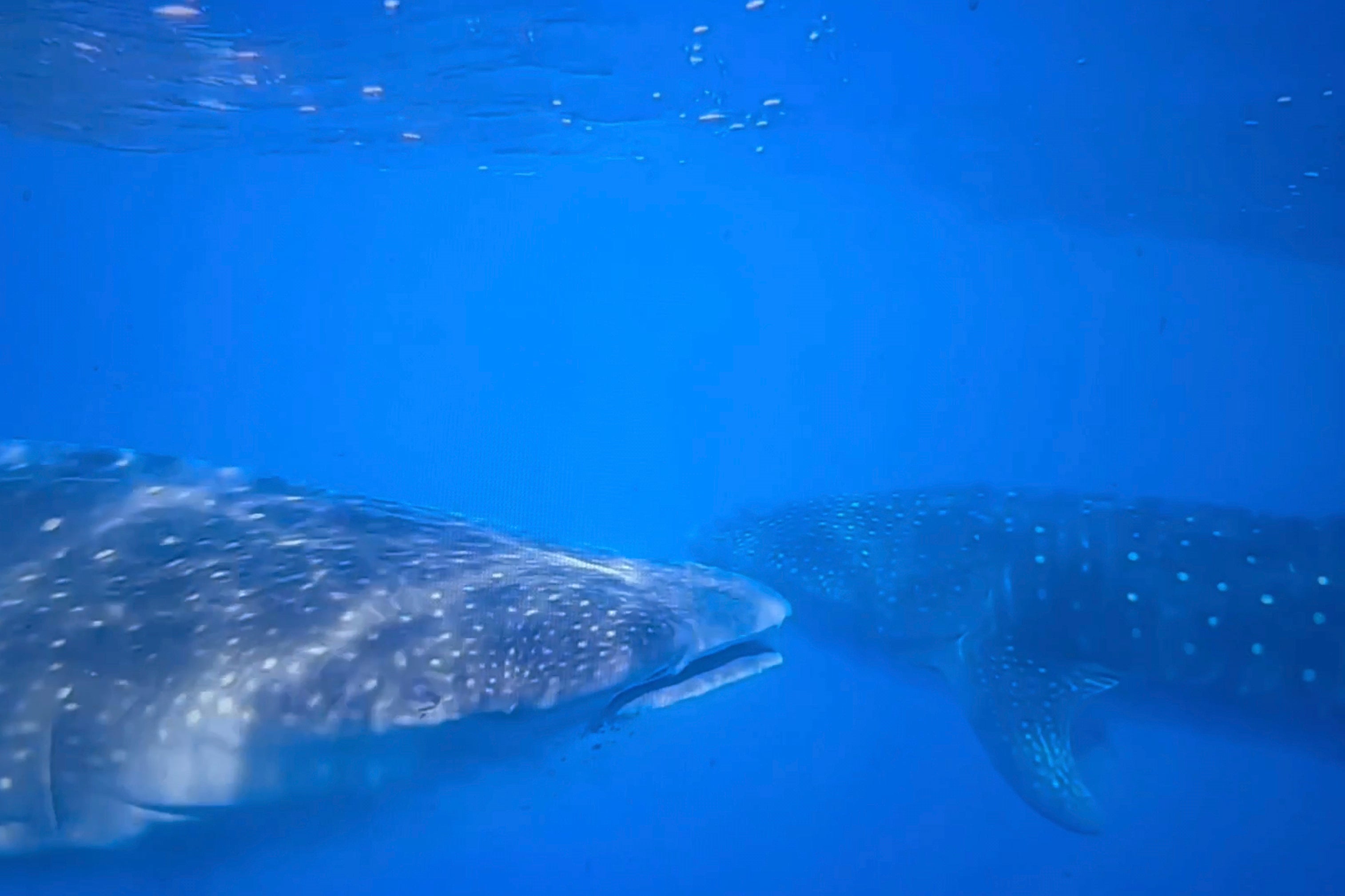 Whale Sharks Mating