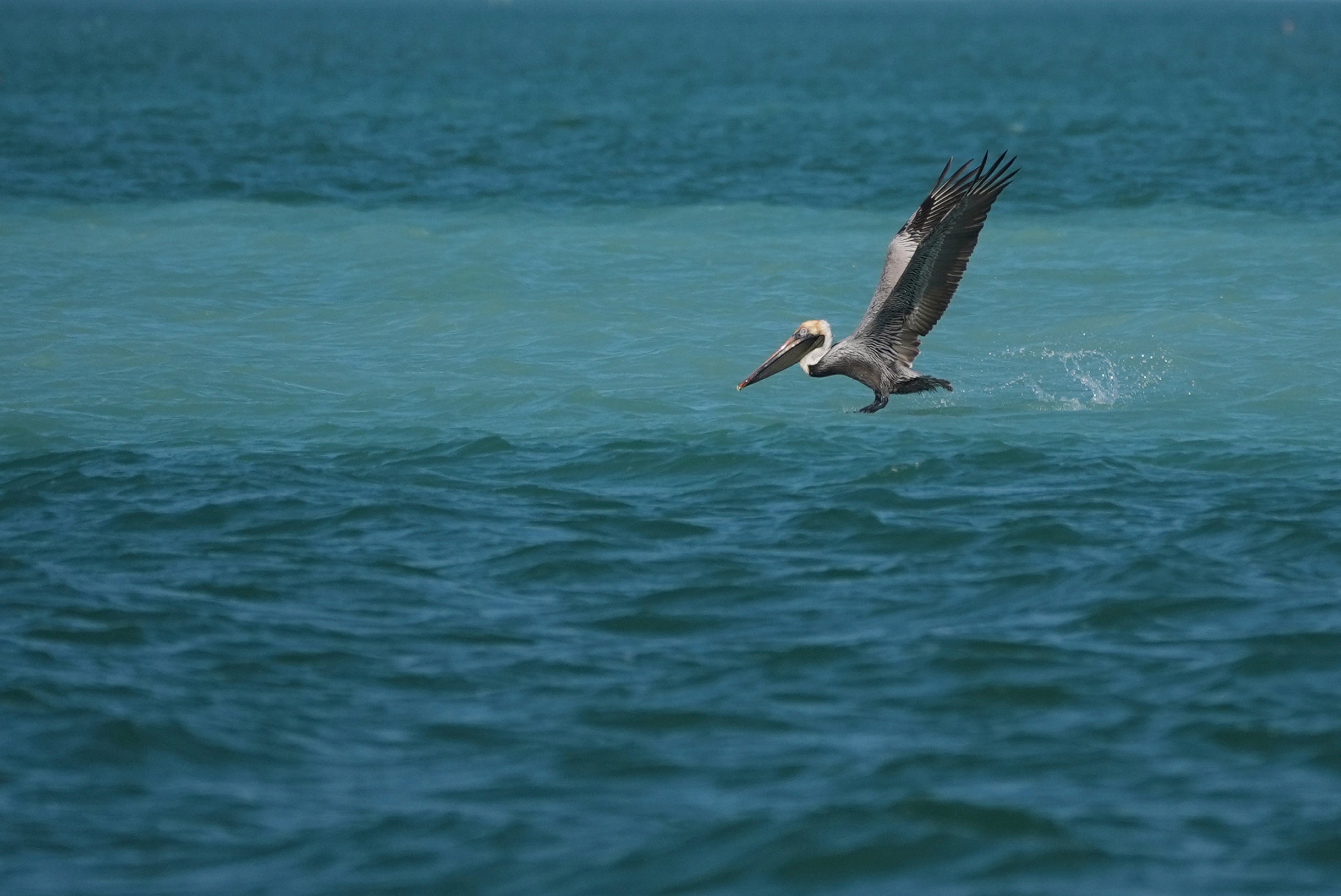 Everglades Restoration Efforts
