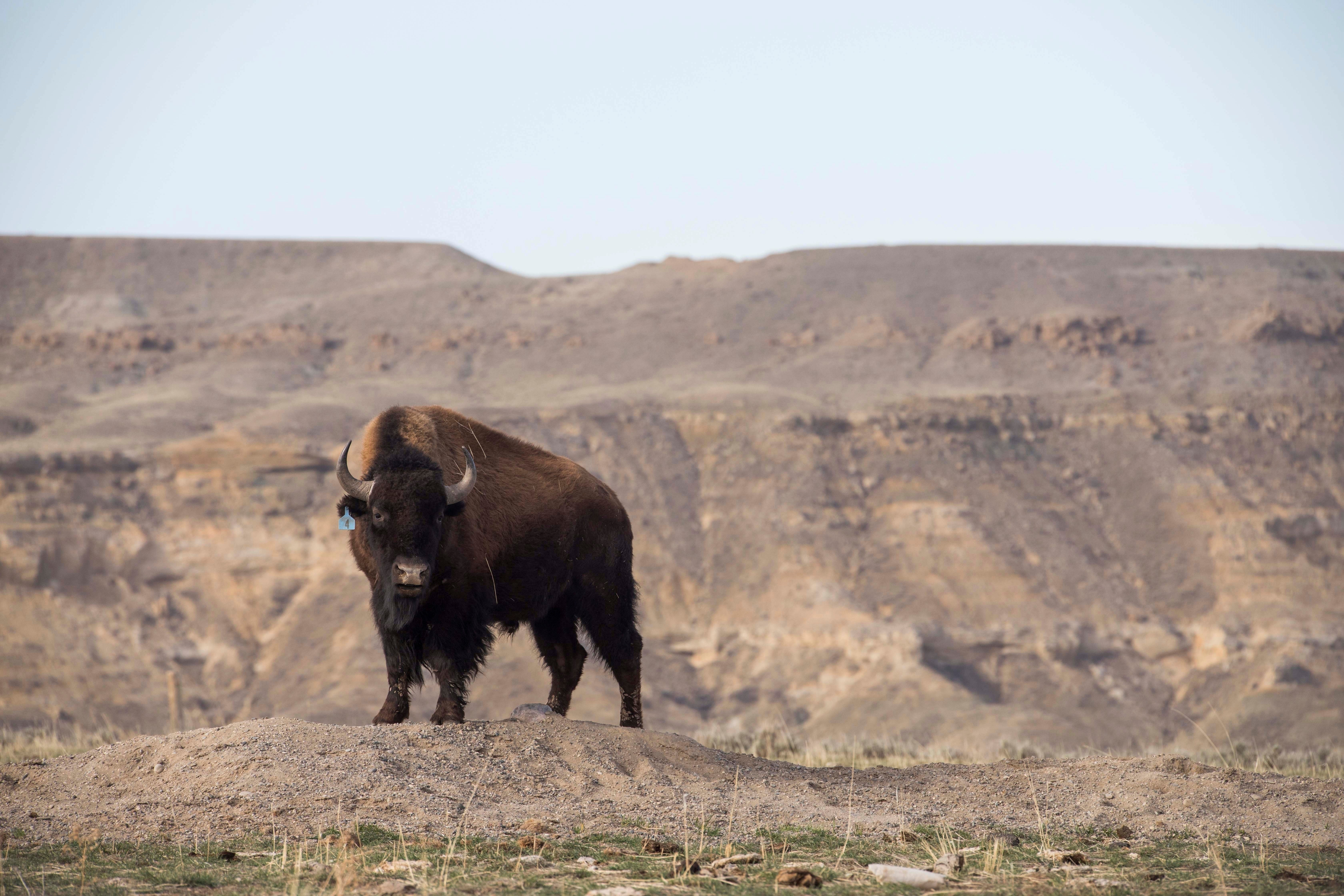 Climate Wyoming Buffalo