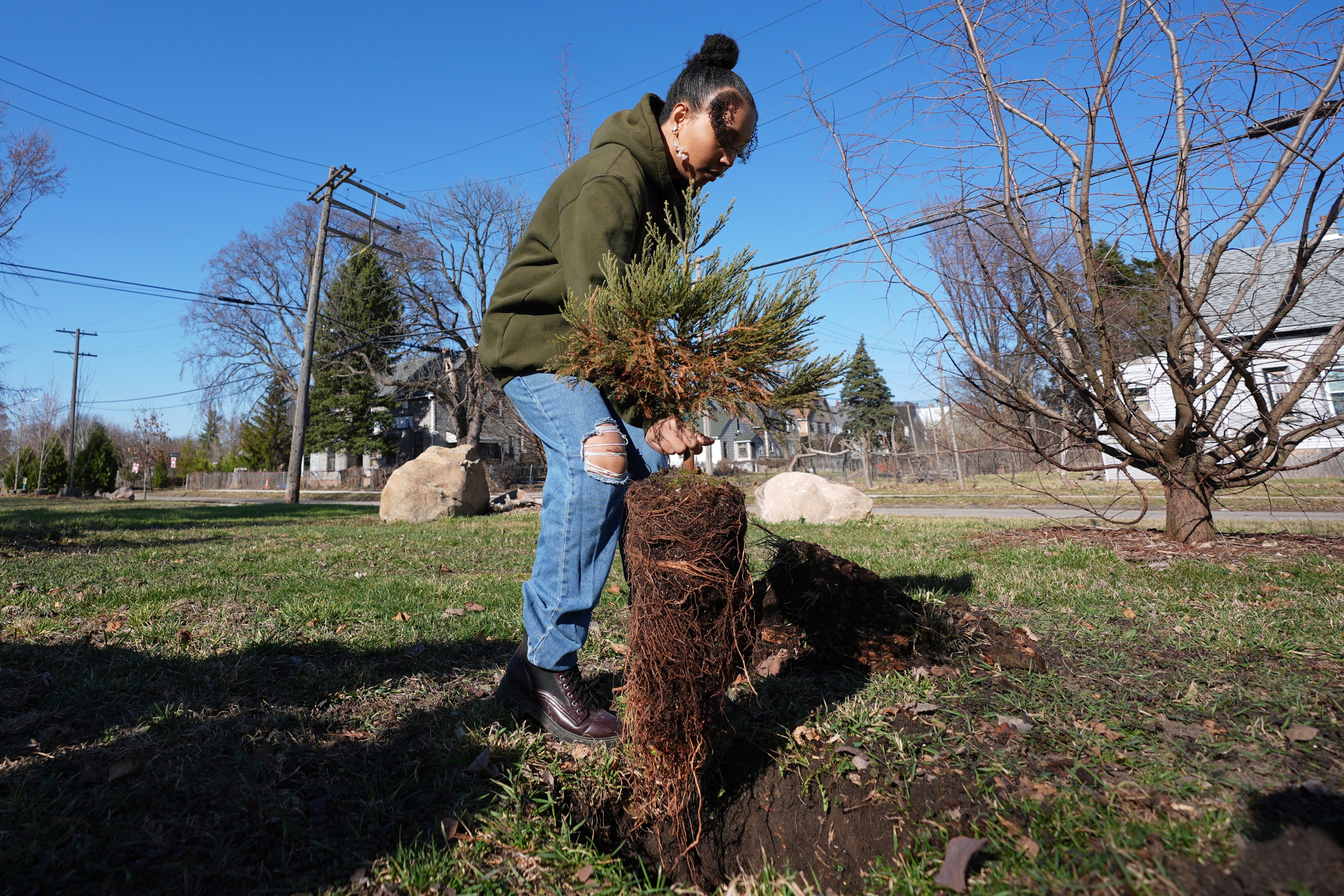 Sequoia Forest Detroit