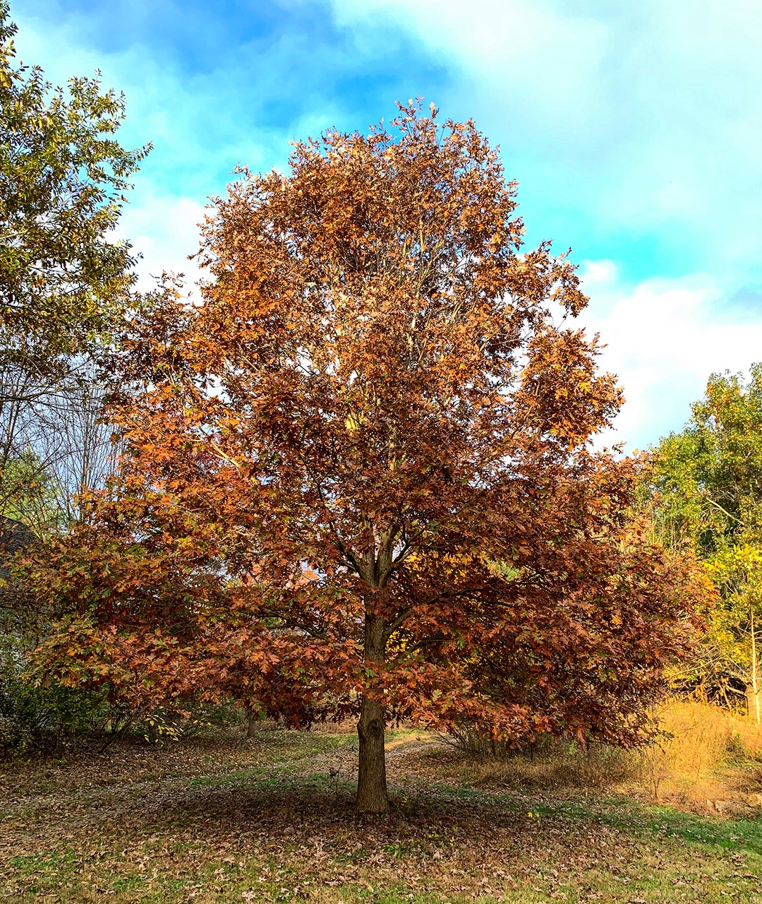Gardening - Arbor Day - Oaks