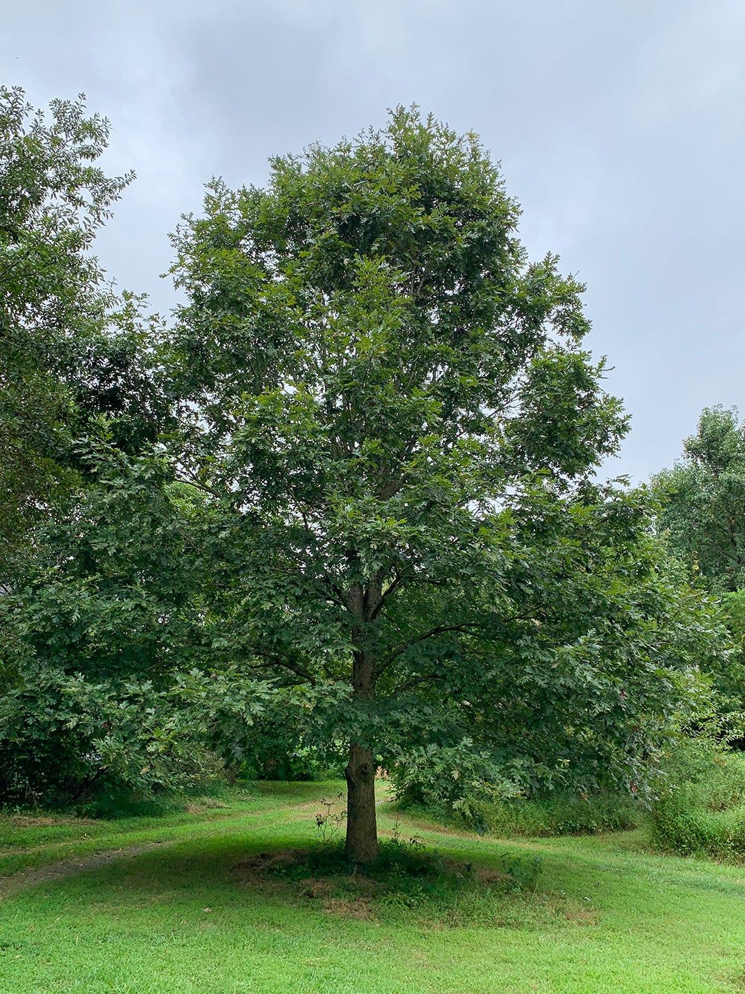 Gardening - Arbor Day - Oaks
