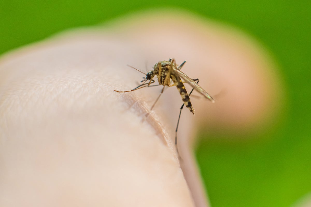 Dengue fever on the rise in the US - with Florida and California the potential hotspots for outbreaks