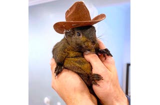 The owners of P’Nut the Squirrel are seeking $10 million in damages from the State of New York after the social media star was euthanized last year.